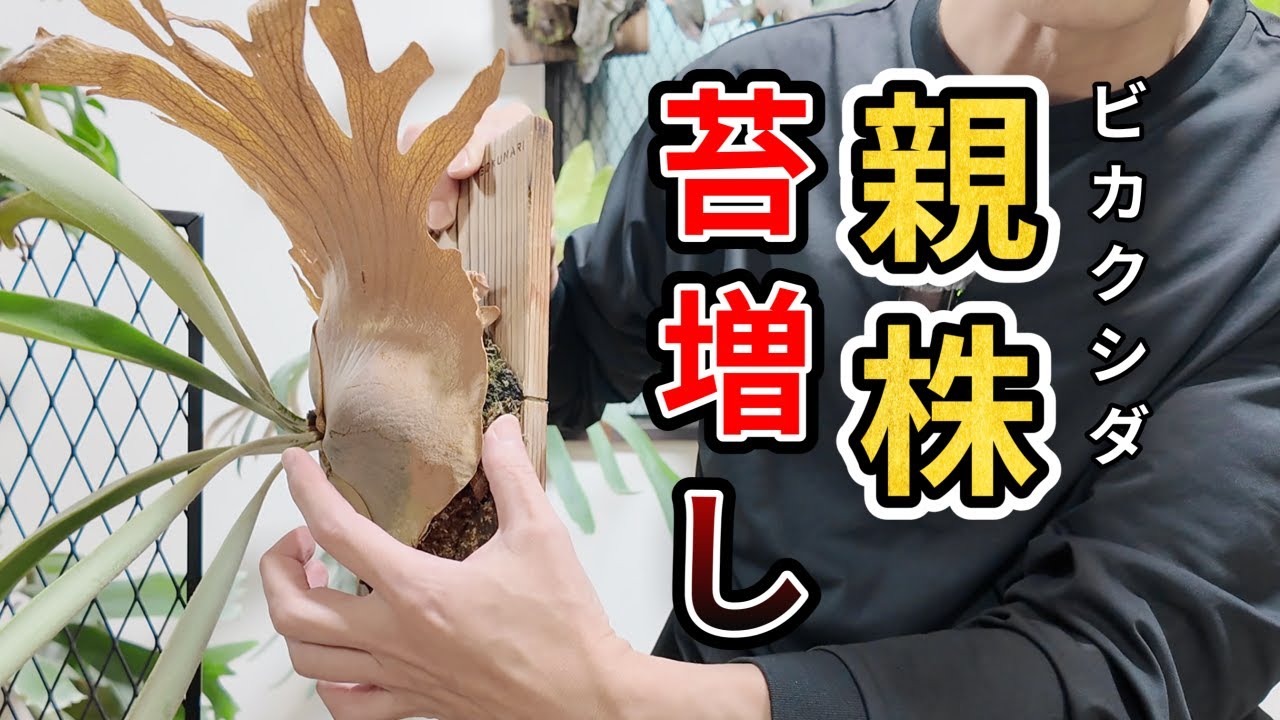 【ビカクシダ】親株の苔増し 大きな株の板付のコツを交えて作業の様子