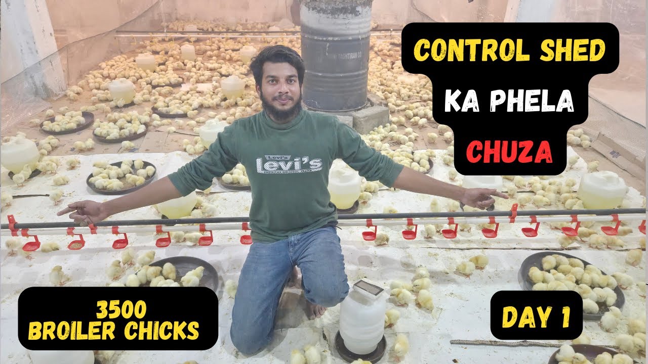 Control shed Mein Bhi Chuza Agya Finally ❤️ 🐣l 3500 Broiler Chicks Day 1 #short