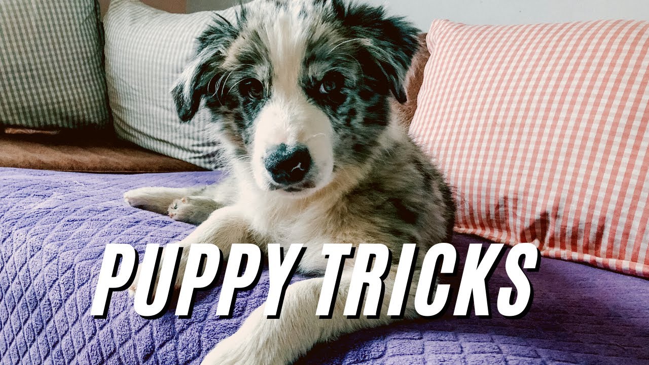 Border Collie - 8 weeks old TRICKS | Blue is awesome!