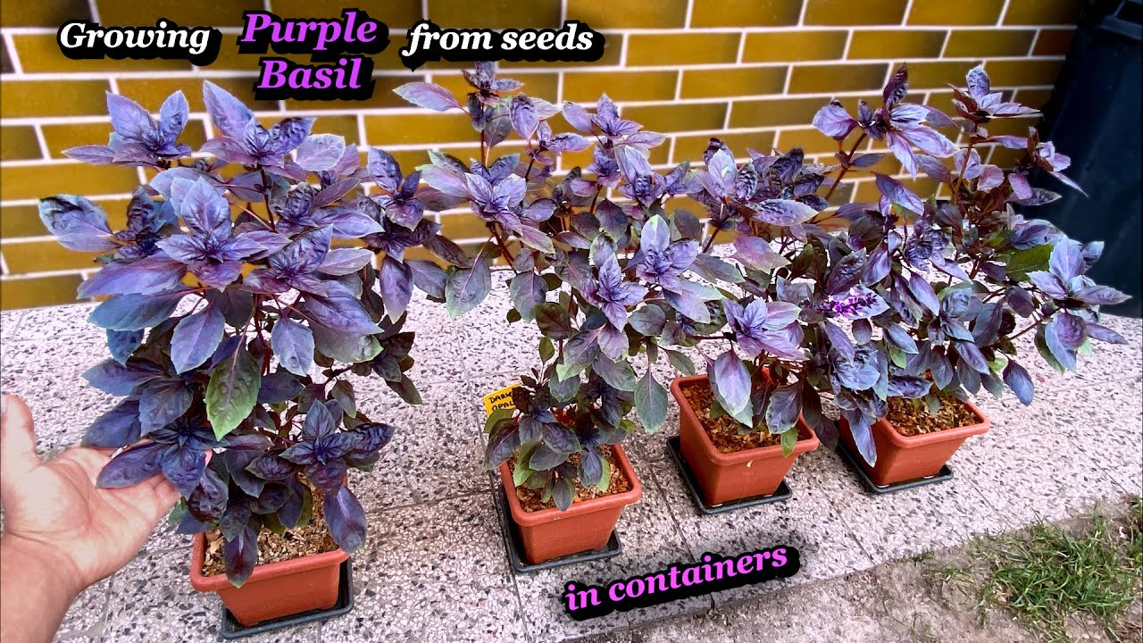 Growing Purple Basil from Seed in Containers - Step by Step
