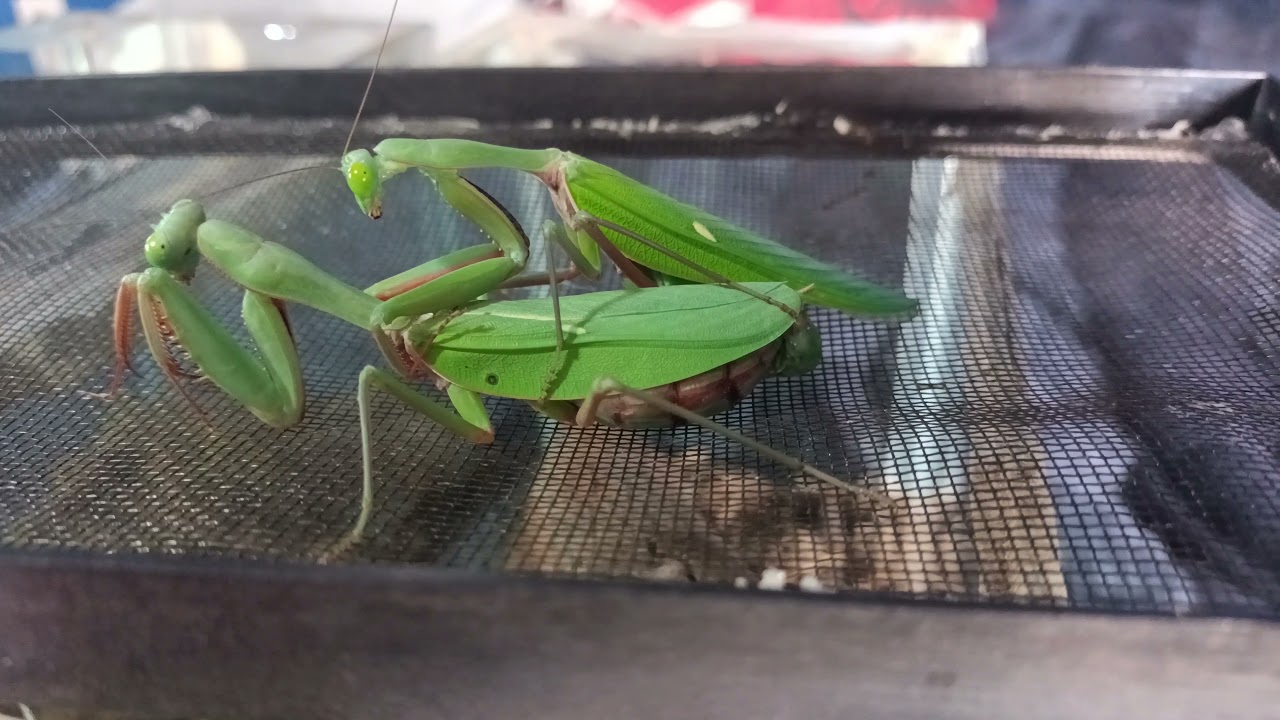 Giant rainforest mantis mating