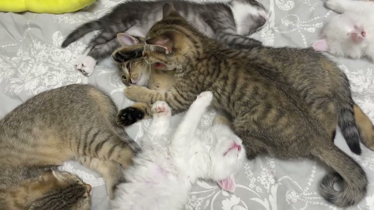 Лиор жалуется Андрею на злую Риту 😂