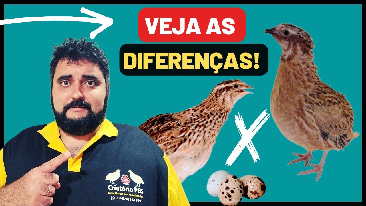 Vejam algumas diferenças entre as CODORNAS JAPONESAS E GIGANTES. Conheça suas características!