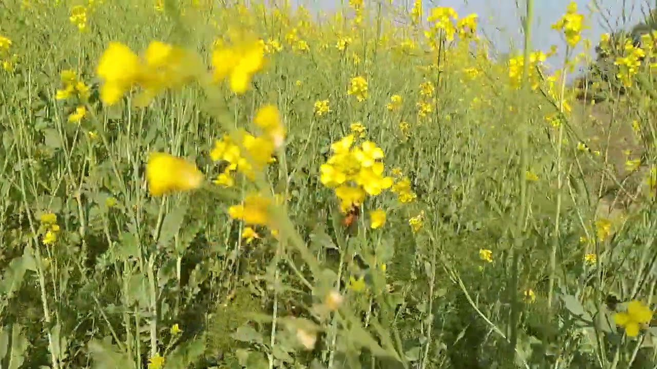 Mustard plant oil farming in india ☘️🌱