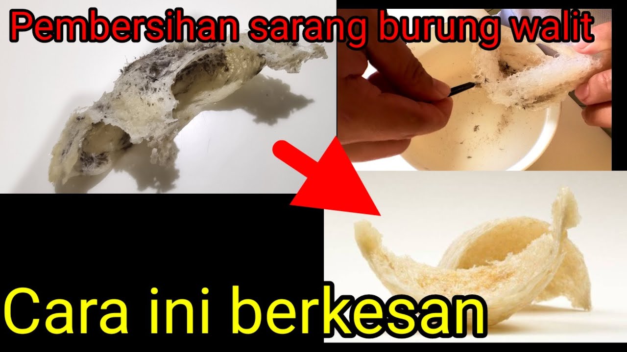 CARA MEMBERSIHKAN SARANG BURUNG WALET DALAM AIR || CLEANING BIRDNEST