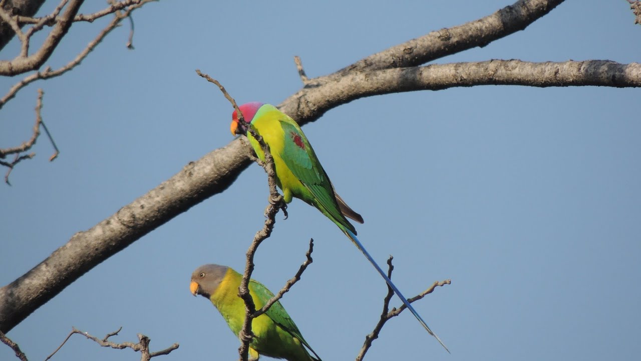 Afternoon Foraging: A Peaceful Glimpse of Wild Parrots 🌿