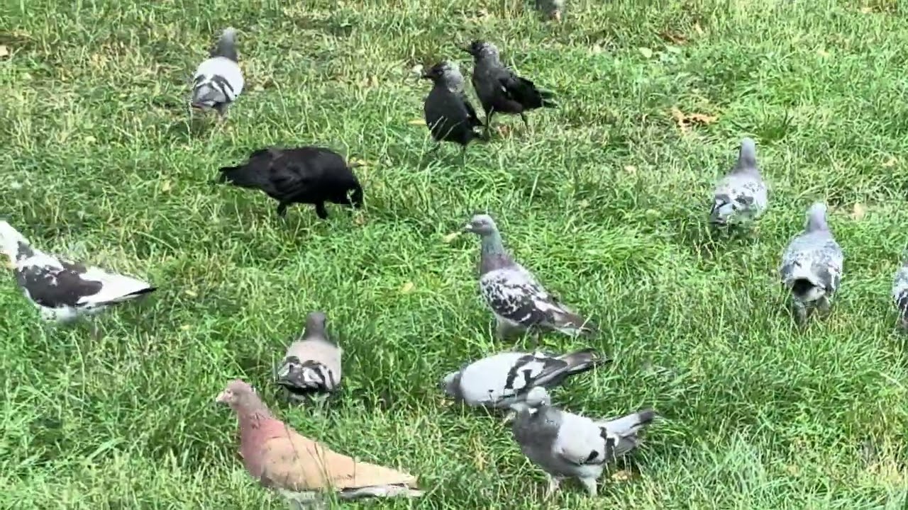 So Many Hungry Pigeons — They’re Eating from Hands! 🐦🙌😲