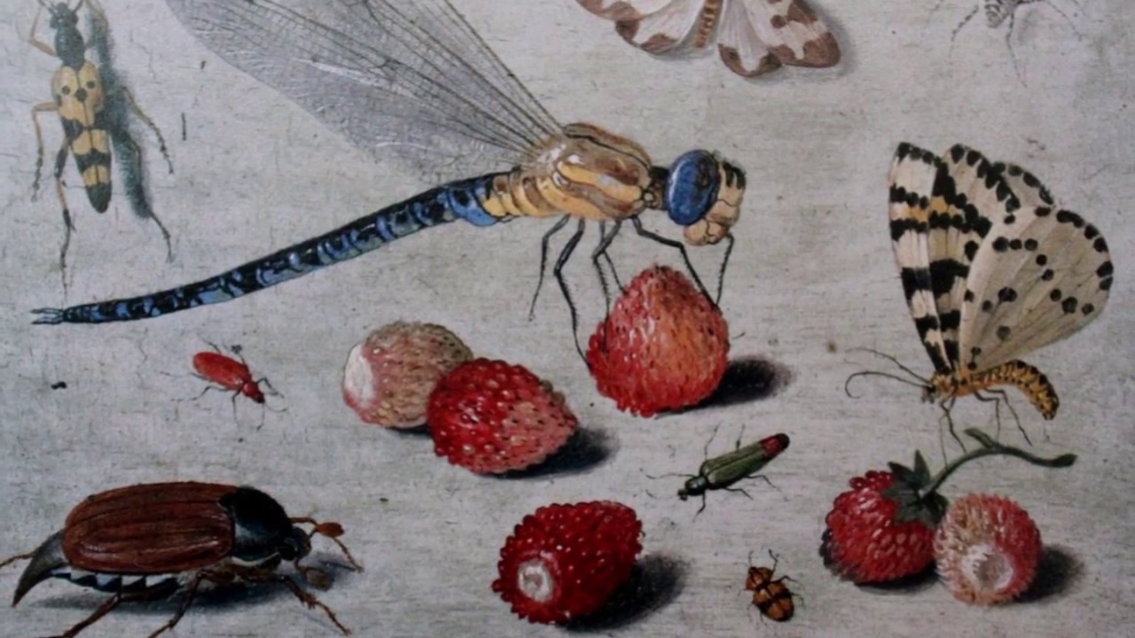 RACHEL RUYSCH (Biografía)