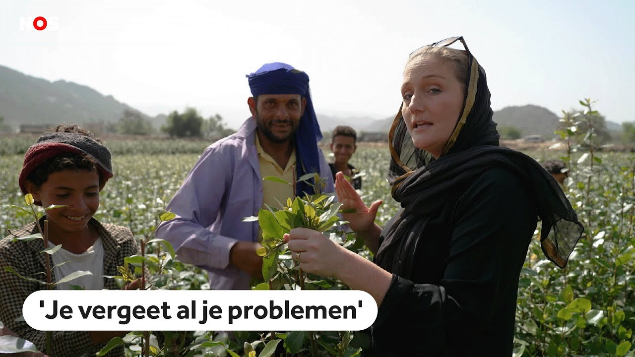 In zware tijden kauwen steeds meer Jemenieten qat