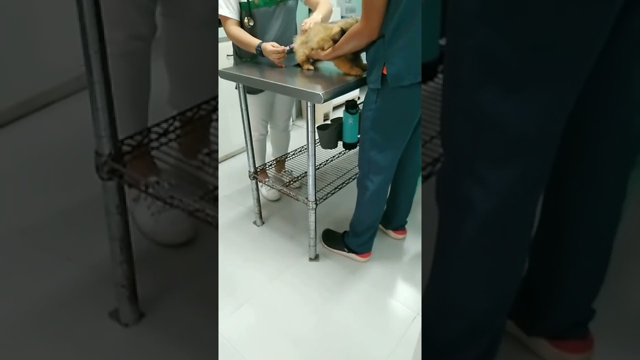 Anti-Rabies Injection 💉