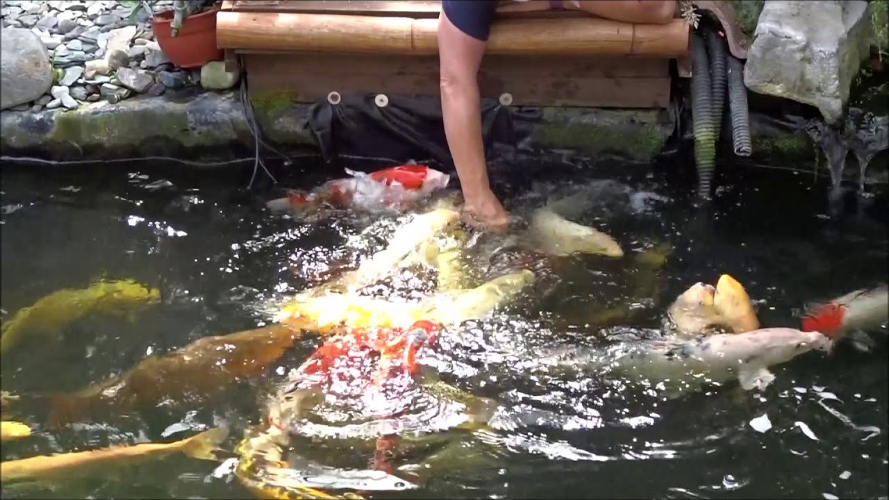 Hand Feeding Koi Carp - Butterfly World - Isle Of Wight - June 2018 | kittikoko