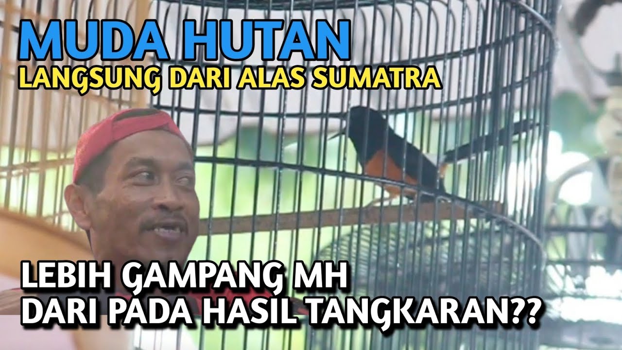 TERNYATA LEBIH GAMPANG MURAI BATU MUDA HUTAN DARI PADA HASIL TANGKARAN‼️ NGOBROL LANGSUNG SAMA AHLI