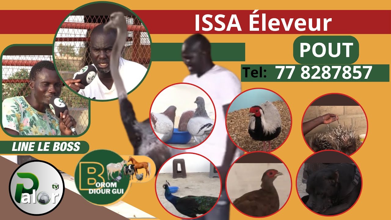 BOROM DIOUR GUI: Chez ISSA éleveur à POUT