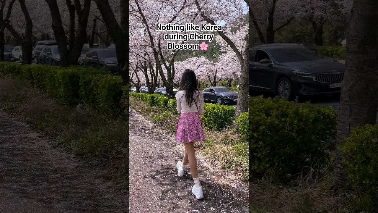 South Korea during Cherry Blossom🌸😍