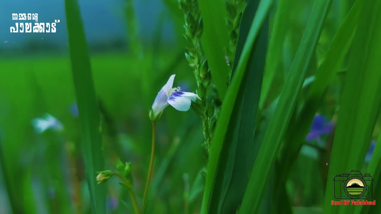 Palakkad is not loud beauty.It is the kind that stays—in the smell of wet earth after rain,