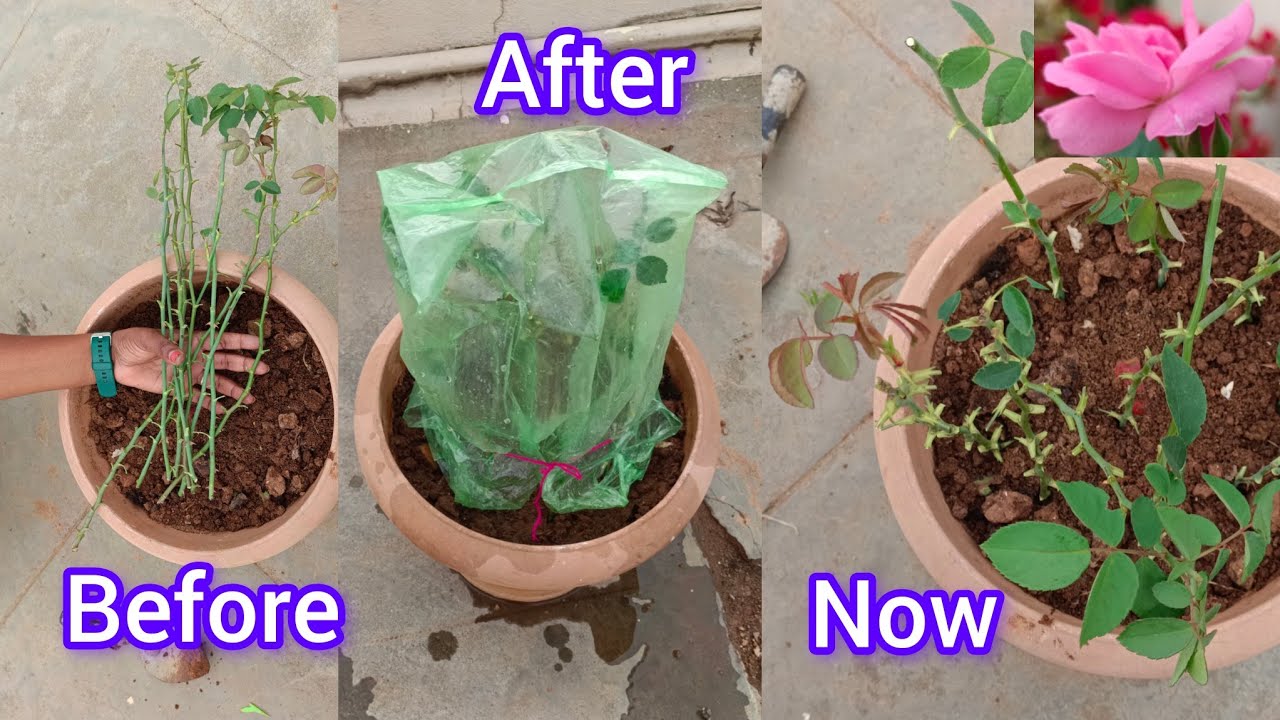 How to cut and grow Rose plant నాటు గులాబీ కొమ్మని ఇలా నాటుకుంటే ఒక్కటి కూడా చనిపోకుండా వస్తాయి