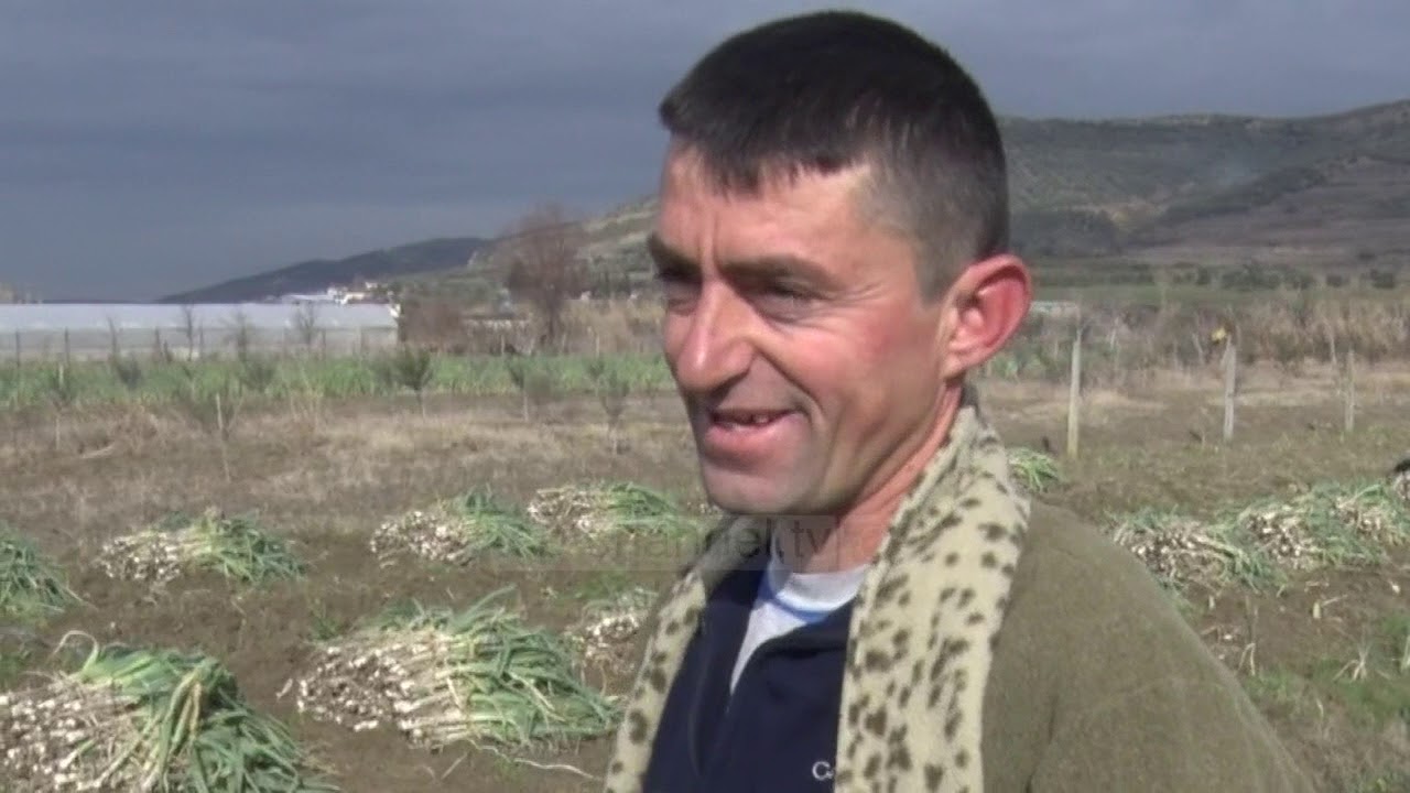 Shtrenjtimi i preshit; Fermerët në Myzeqe: Fat, por vitin tjetër do e hedhim në kanal