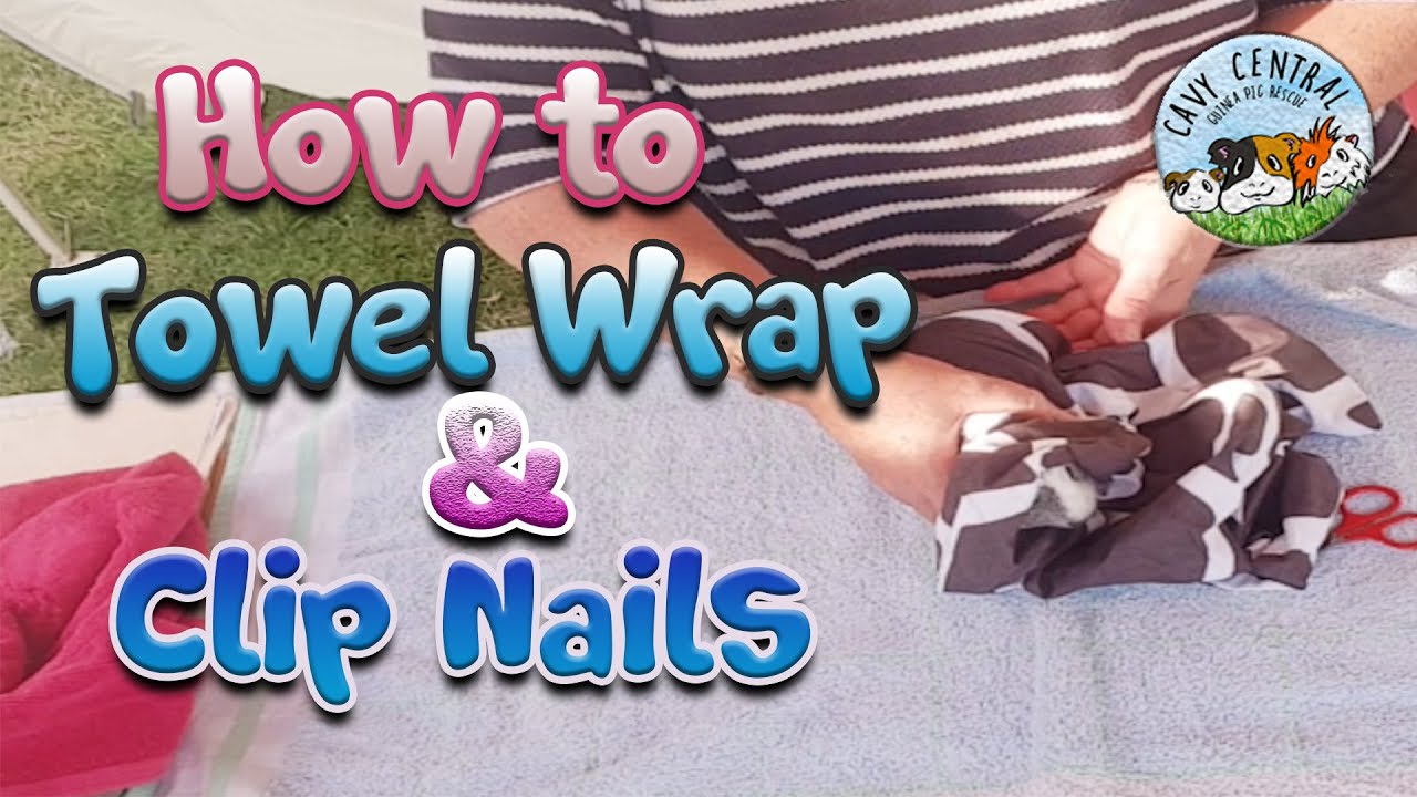 How to Towel Wrap and Clip guinea pig Nails with Lyn from Cavy Central