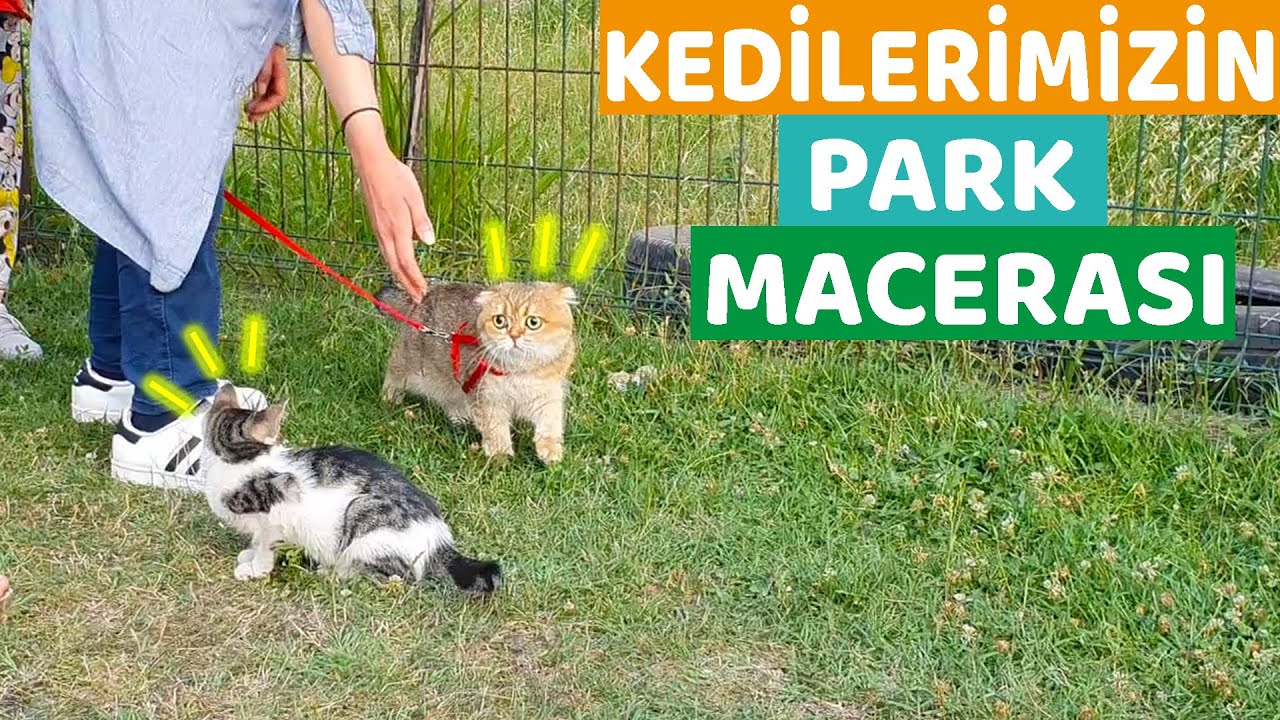 KEDİLERİMİZİ DIŞARIYA ÇIKARDIK( Bambam Çok Korktu )