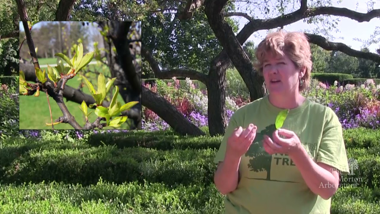 How to identify a crabapple tree (Malus spp.)