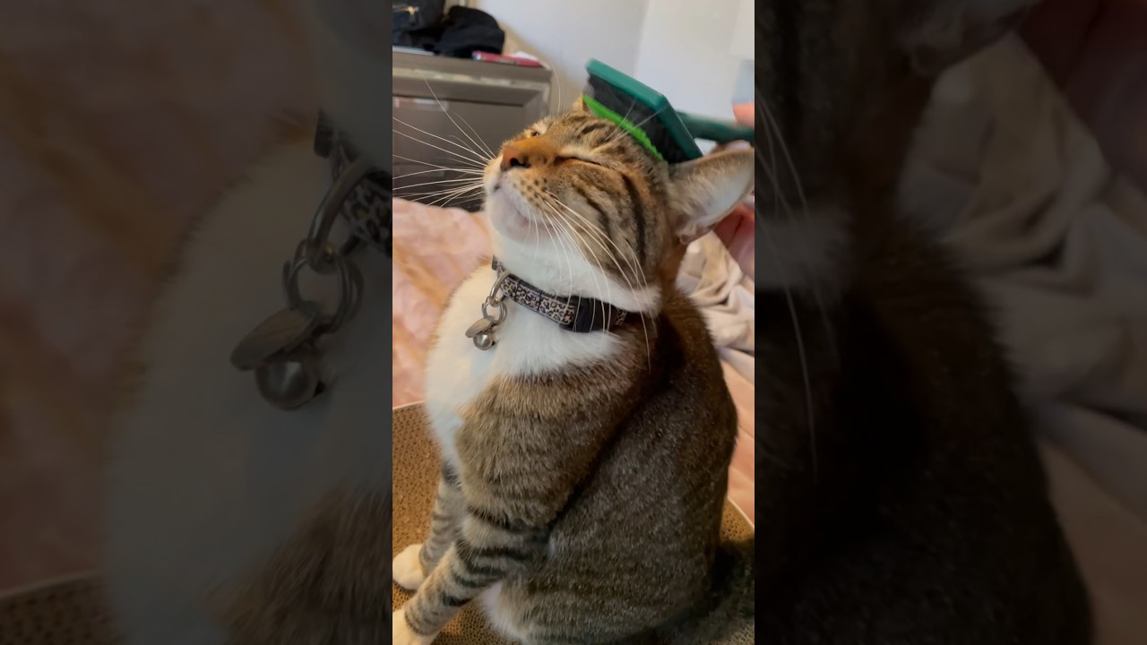 Self care 🤍 #selfcare #cats #catsofinstagram #catlover #cutecats #catvideos #pets #adorable