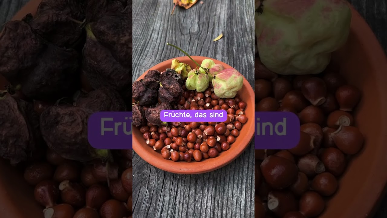 Vergiss Pistazie &ndash; entdecke jetzt die Pimpernuss! 🌰