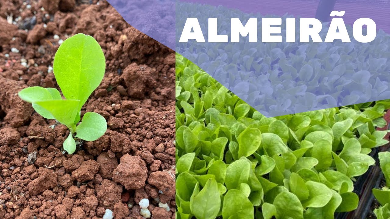 MUDAS DE ALMEIRÃO | Informações e cuidados