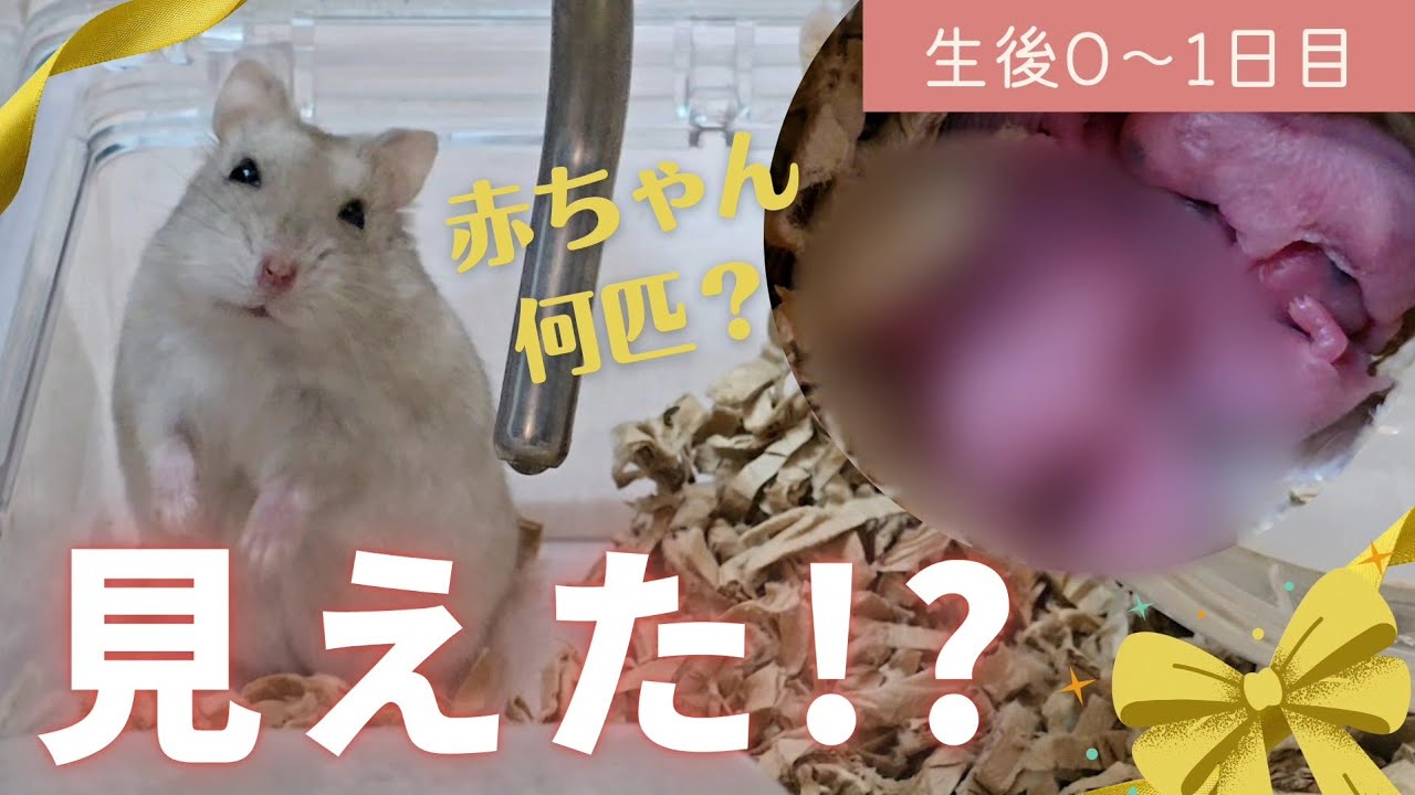 【トリュフママの赤ちゃん】生後0～1日、何匹産まれた？～ジャンガリアンハムスター