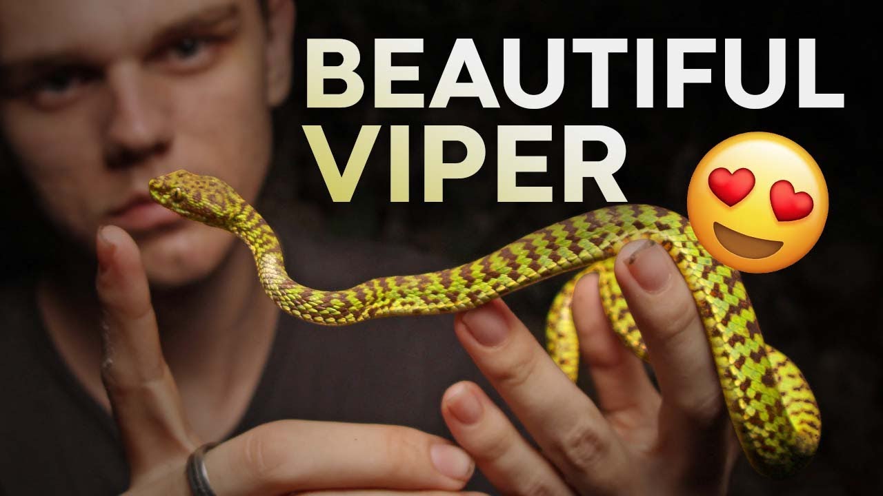 BEAUTIFUL PIT VIPER HANDLING