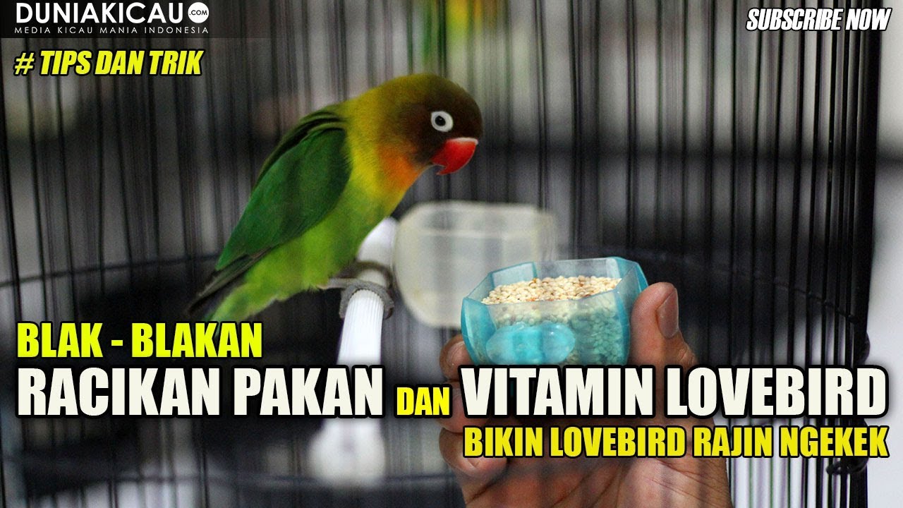 RACIKAN PAKAN dan VITAMIN LOVEBIRD !!!