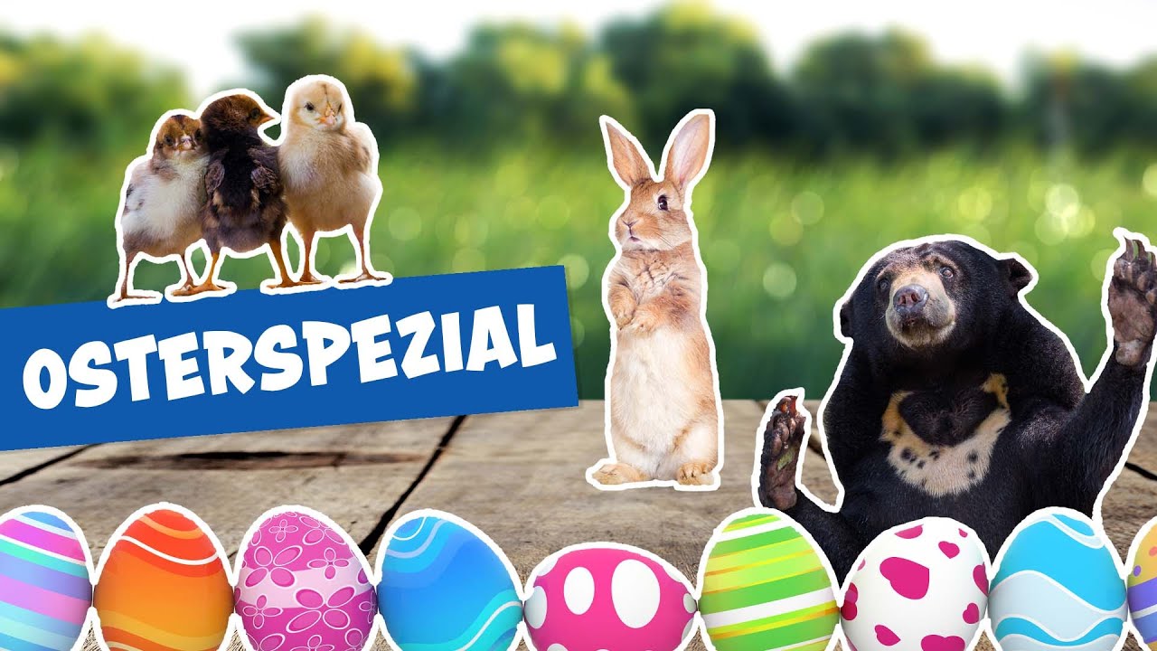 Ostern im Tierpark und Zoo Berlin I Panda, Gorilla und Co.