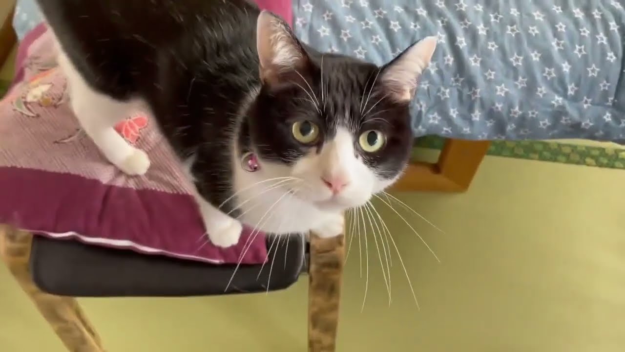 はちわれチニくんこんな声してるんだよーという動画
