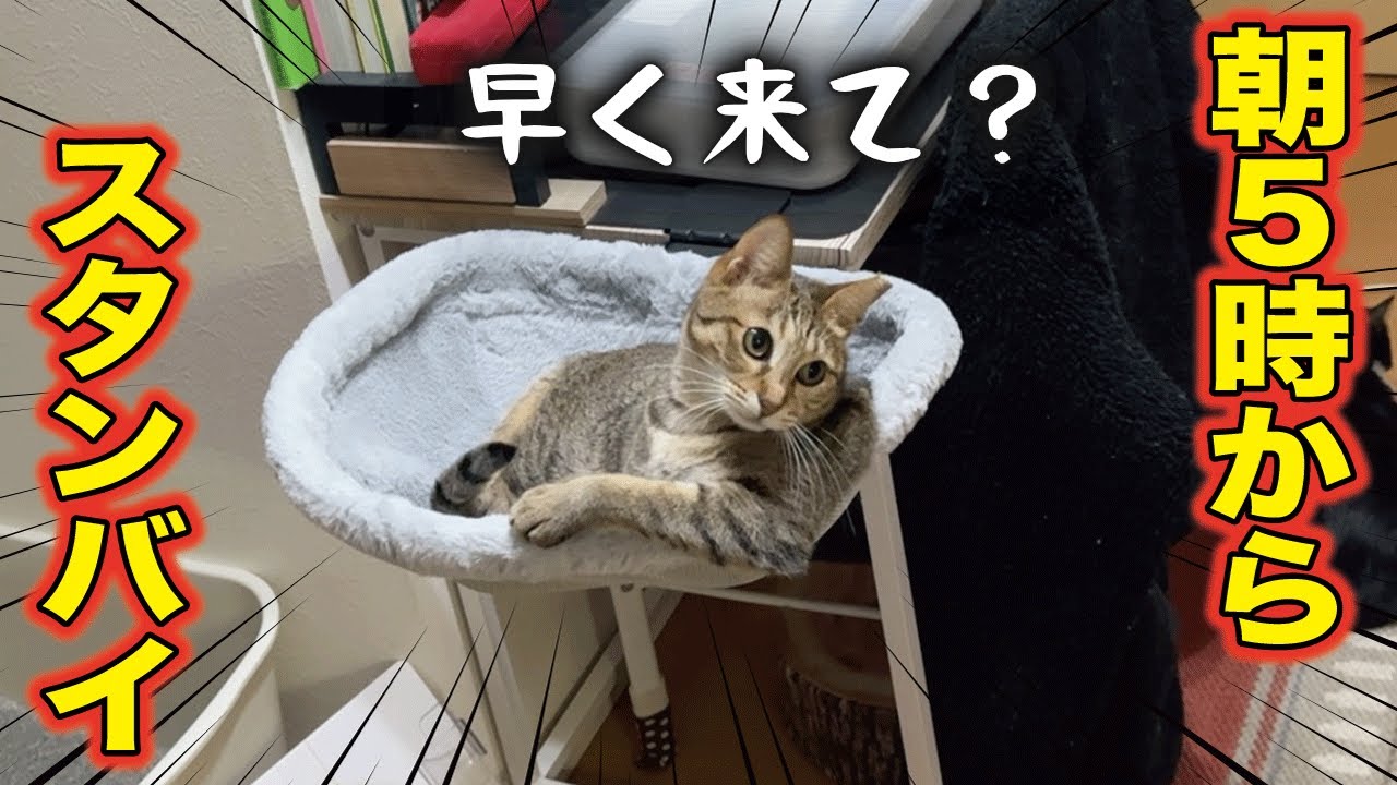 PC作業の妨害常習犯に特等席をプレゼントしたら気に入りすぎてこうなった