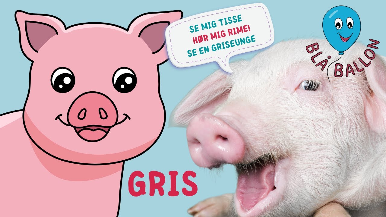 🐷Gris🐷 Se en gris tisse og se små griseunger🐷 Se en gris bruge sin tryne🐽Og mød en sjov 