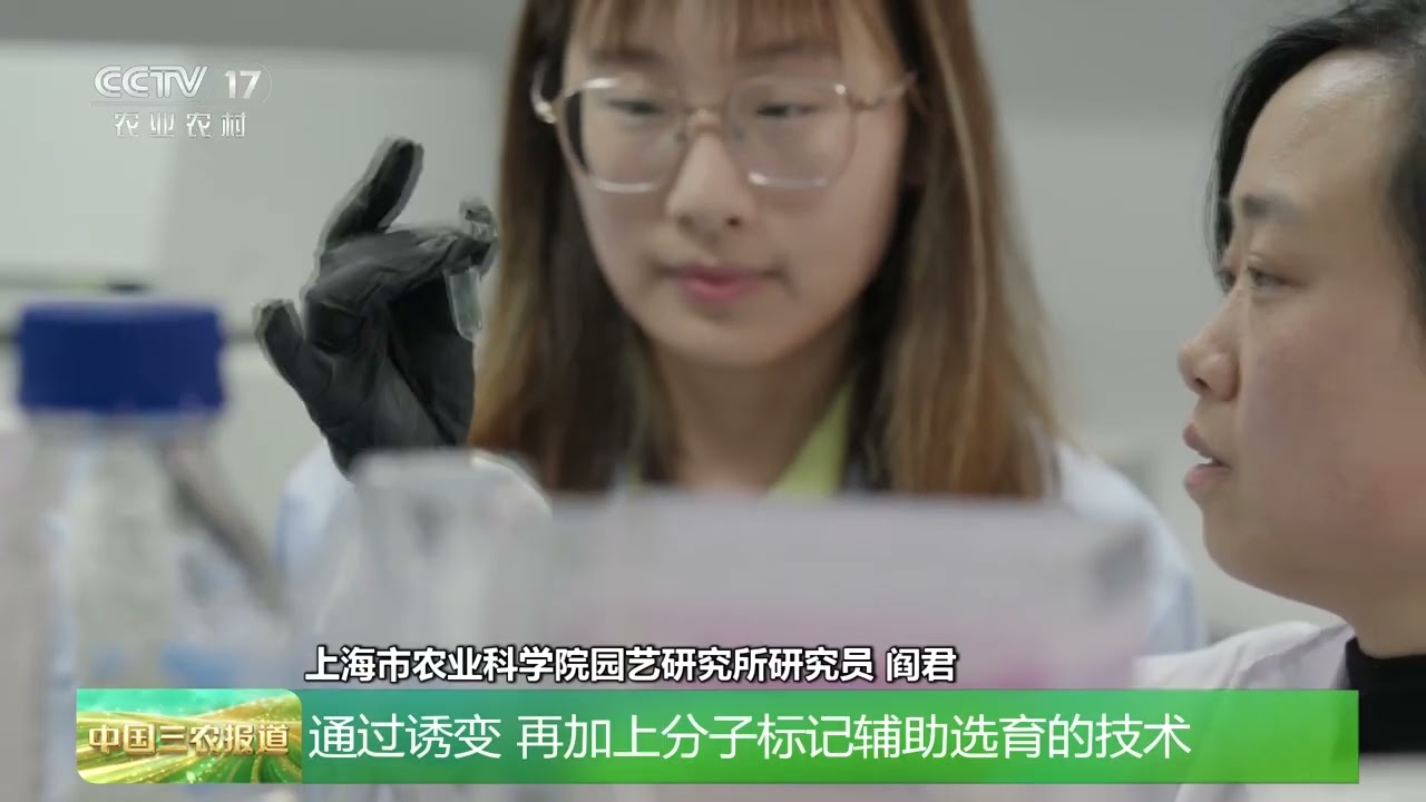 [中国三农报道]上海 新品芹菜上市 筋少水分足香味浓 | 农业致富经 Agriculture And Farming