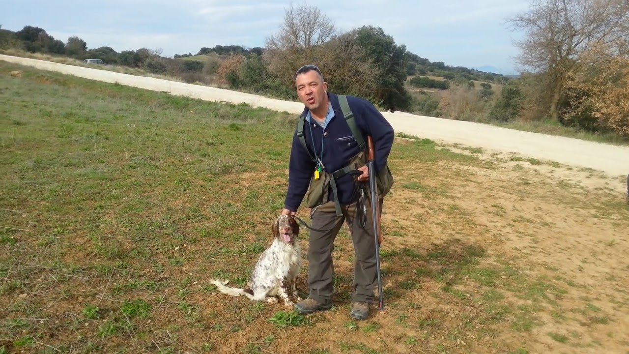 Iniciación perro de caza: Primer tiro de escopeta y cobro.