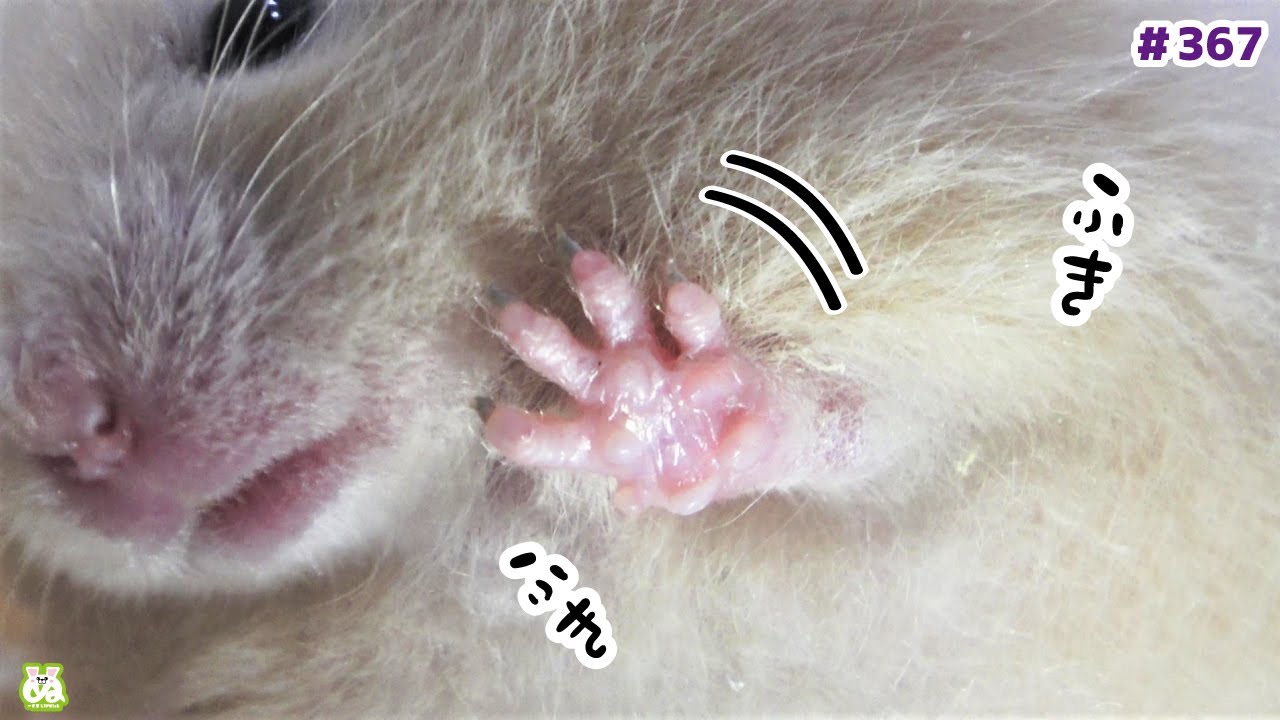 仕方なく肉球で窓を拭き拭きするハムスター