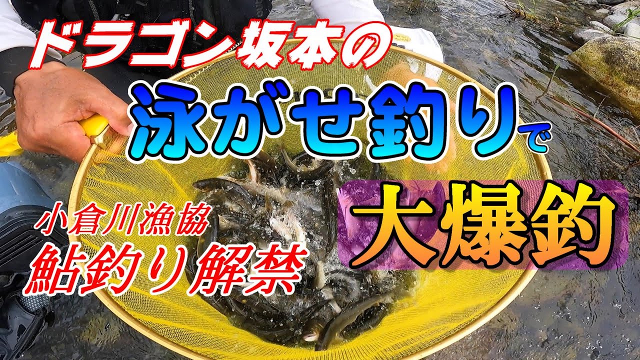 【鮎釣り2024】泳がせ釣りで大爆釣小倉川漁協 解禁