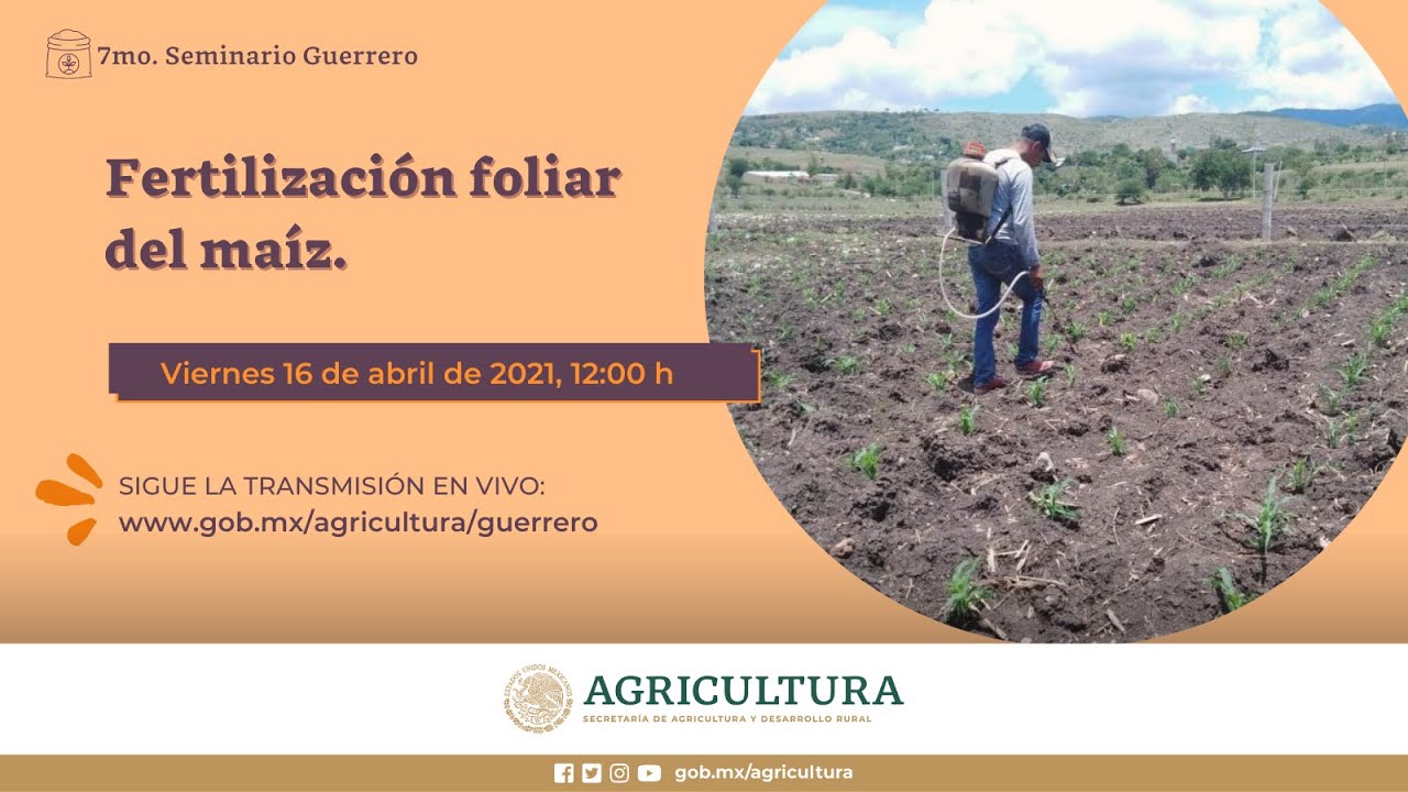 Guerrero - seminario 7: Fertilización foliar de l maíz