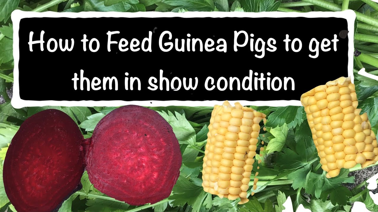 Feeding your Guinea Pig to get them fit for showing