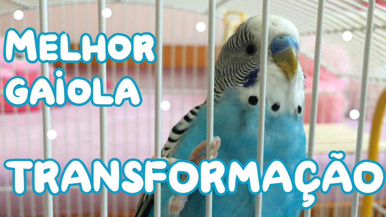 TRANSFORMAÇÃO! A melhor gaiola para Periquitos - Periquitos Australianos | Batatube
