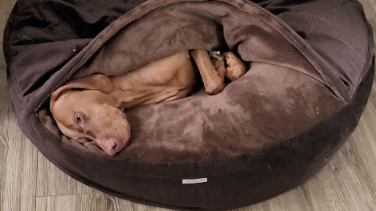 Dora Cocker atsiliepimas, šuns guolis po metų laiko, Šuo Vizsla