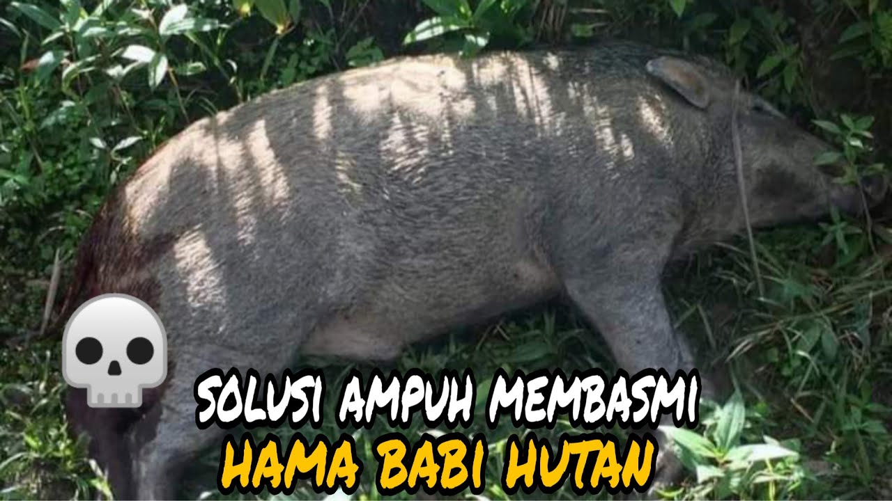 Cara Membasmi hama babi hutan yang efektif