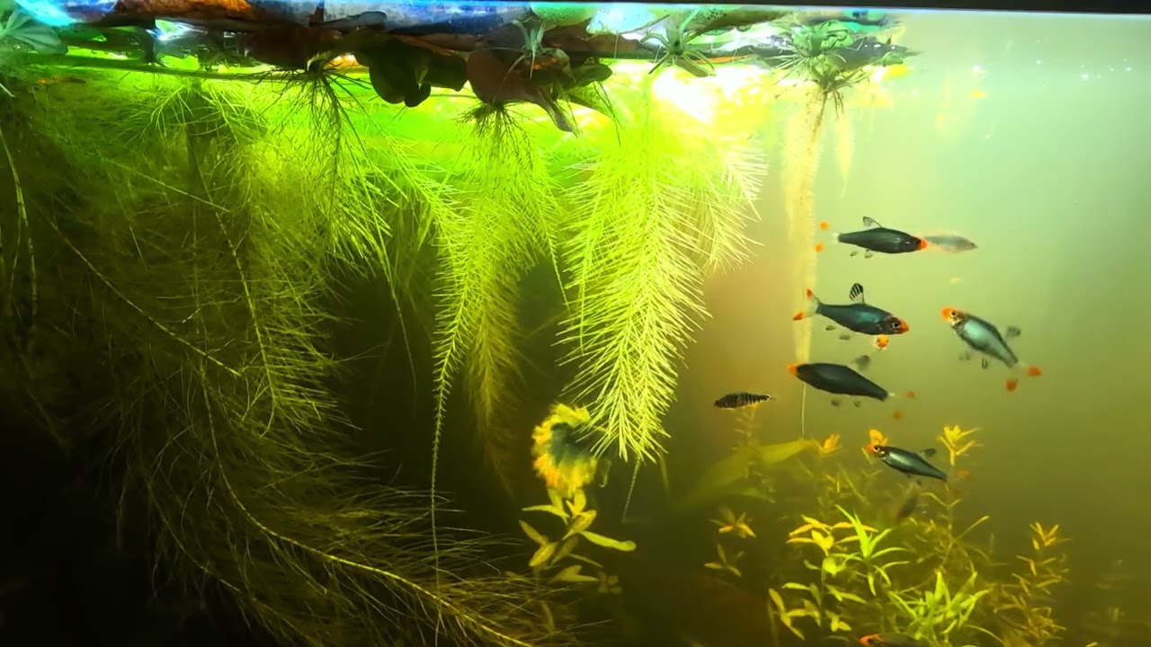 Lebendes Gemälde ohne Pinsel (Sawbwa resplendens, betta splendens, danio erythromicron)