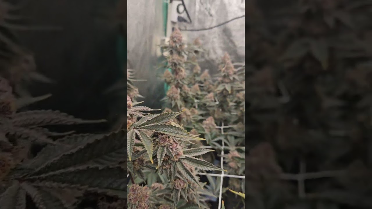 day 50 trop cherry (relentless breeder cut)