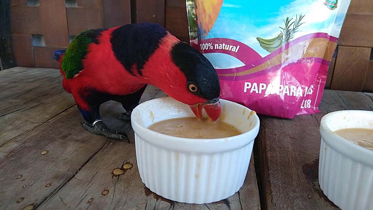 Alimentação dos Lóris