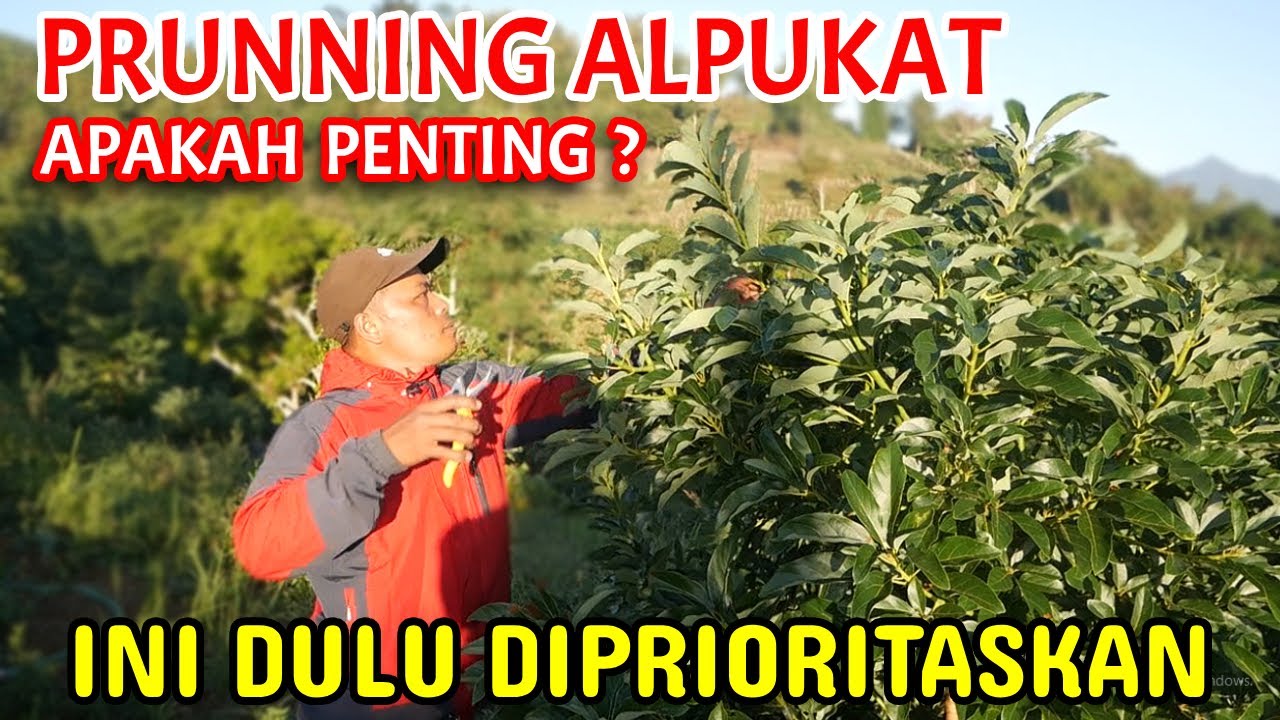 Prunning Alpukat Miki Di Dataran Tinggi 1000 mdpl - Buah Alpukat Miki Dataran Tinggi Kok Rasa Eanak