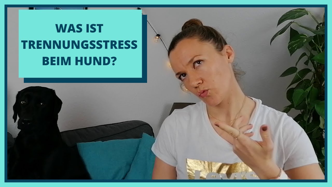 Was ist Trennungsstress beim Hund?