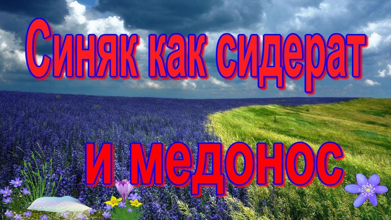 Синяк обыкновенный (Échium vulgáre) агротехника / синяк медонос / синяк сидерат