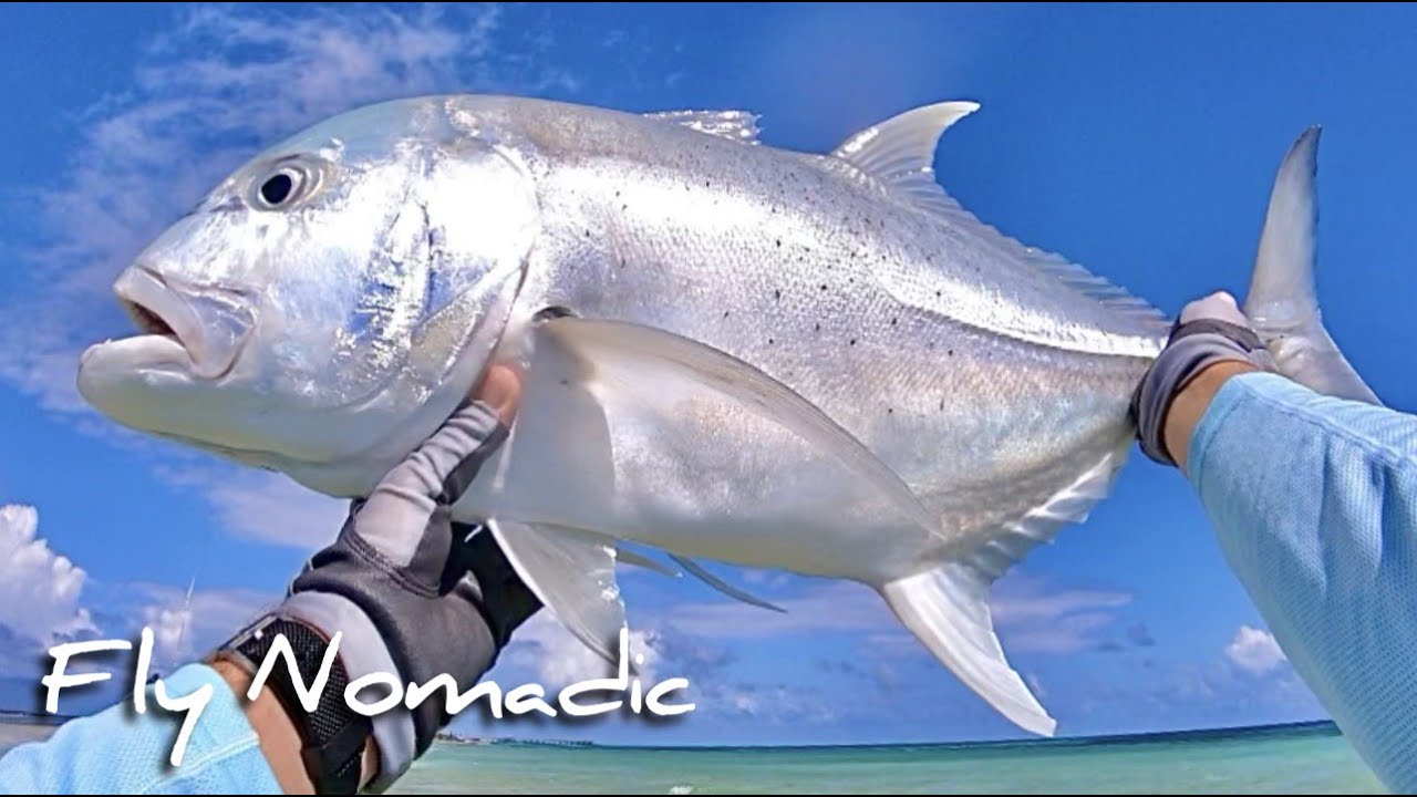 GT Fly Fishing Maldives